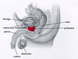imagem informativa sobre a próstata